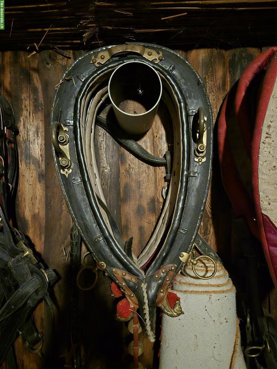 Bild 4: 4-Spänner Geschir, wenig gebraucht