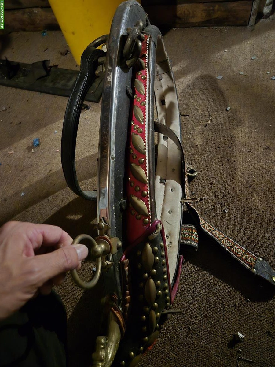 Bild 5: 4-Spänner Geschir, wenig gebraucht