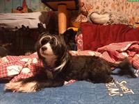 Chinese Crested Dog hairless, männlich