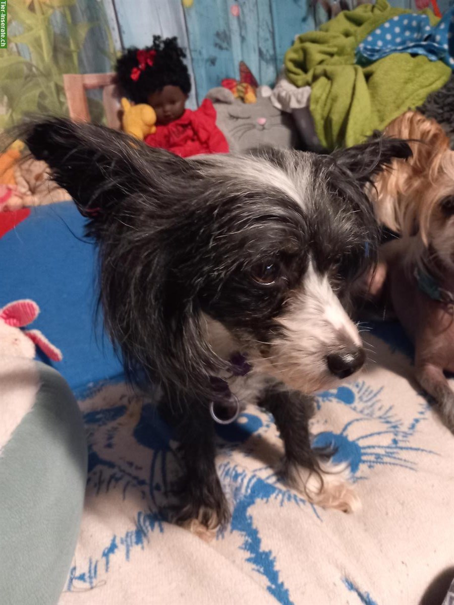 Bild 4: Chinese Crested Dog hairless, männlich