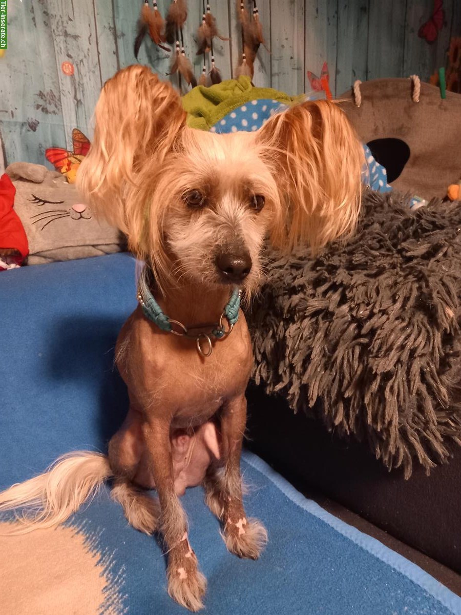Chinese Crested Dog, männlich und reinrassig