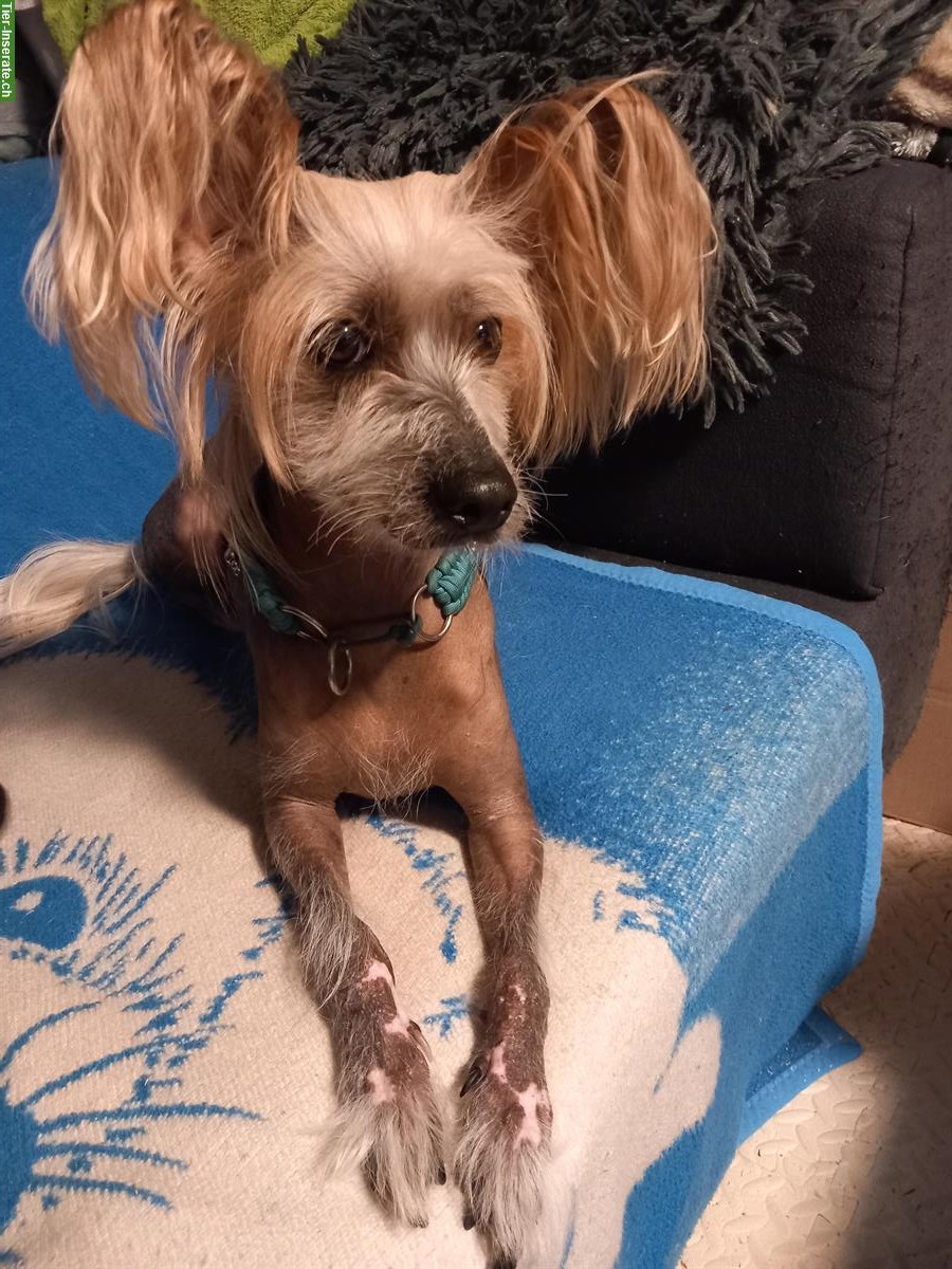 Bild 2: Chinese Crested Dog, männlich und reinrassig