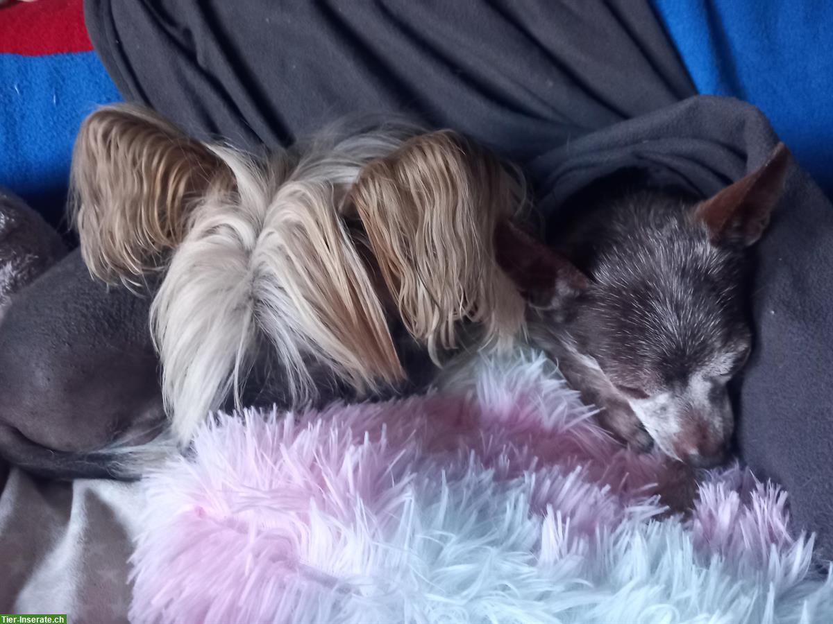 Bild 3: Chinese Crested Dog, männlich und reinrassig