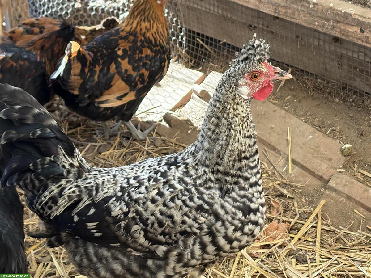 GRATIS: Appenzeller Spitzhauben Junghahn