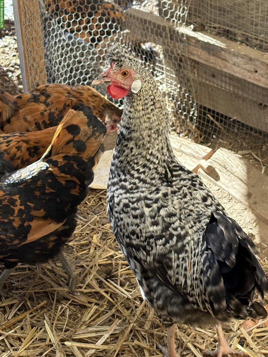 Bild 2: GRATIS: Appenzeller Spitzhauben Junghahn