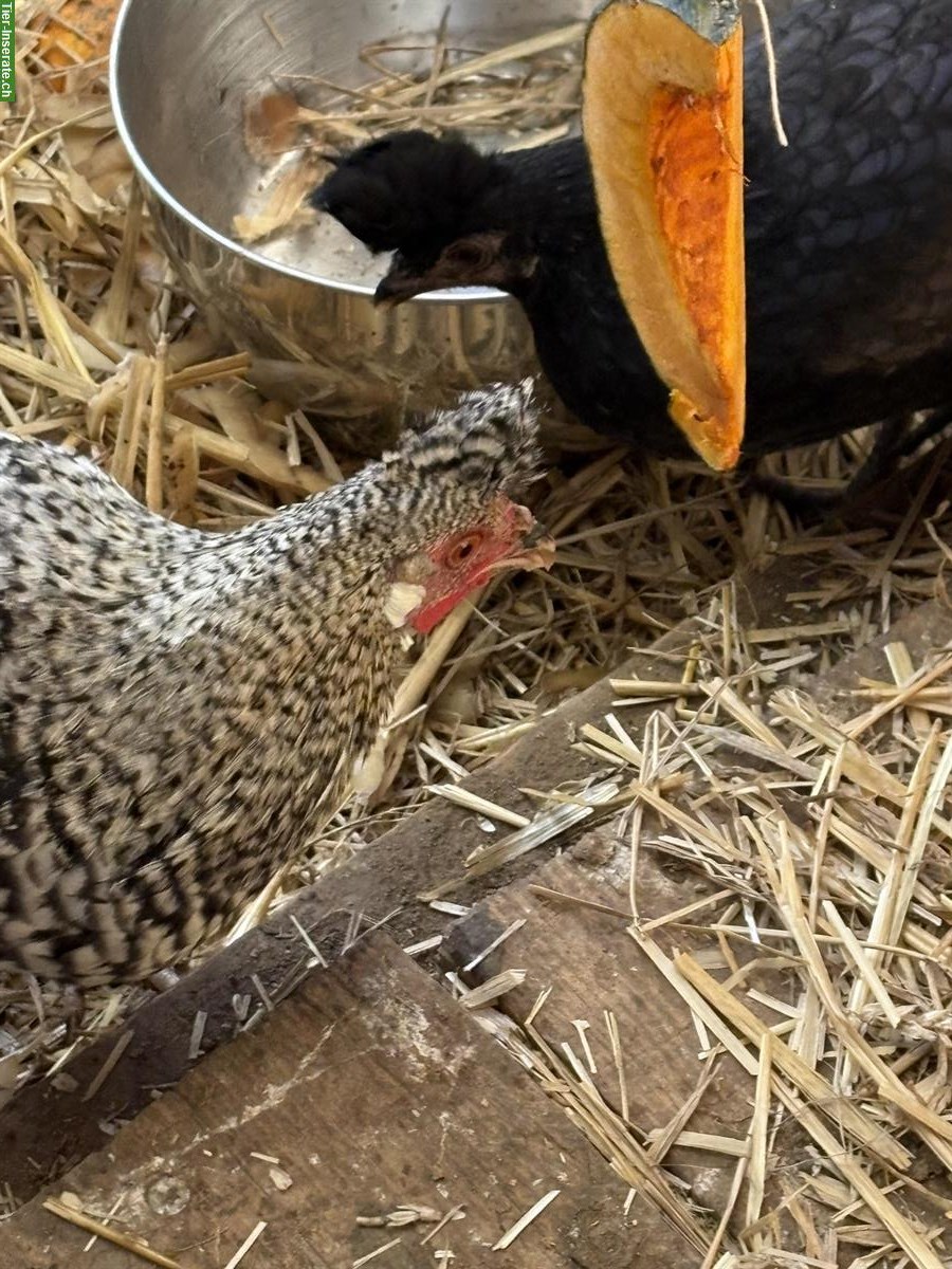 Bild 3: GRATIS: Appenzeller Spitzhauben Junghahn