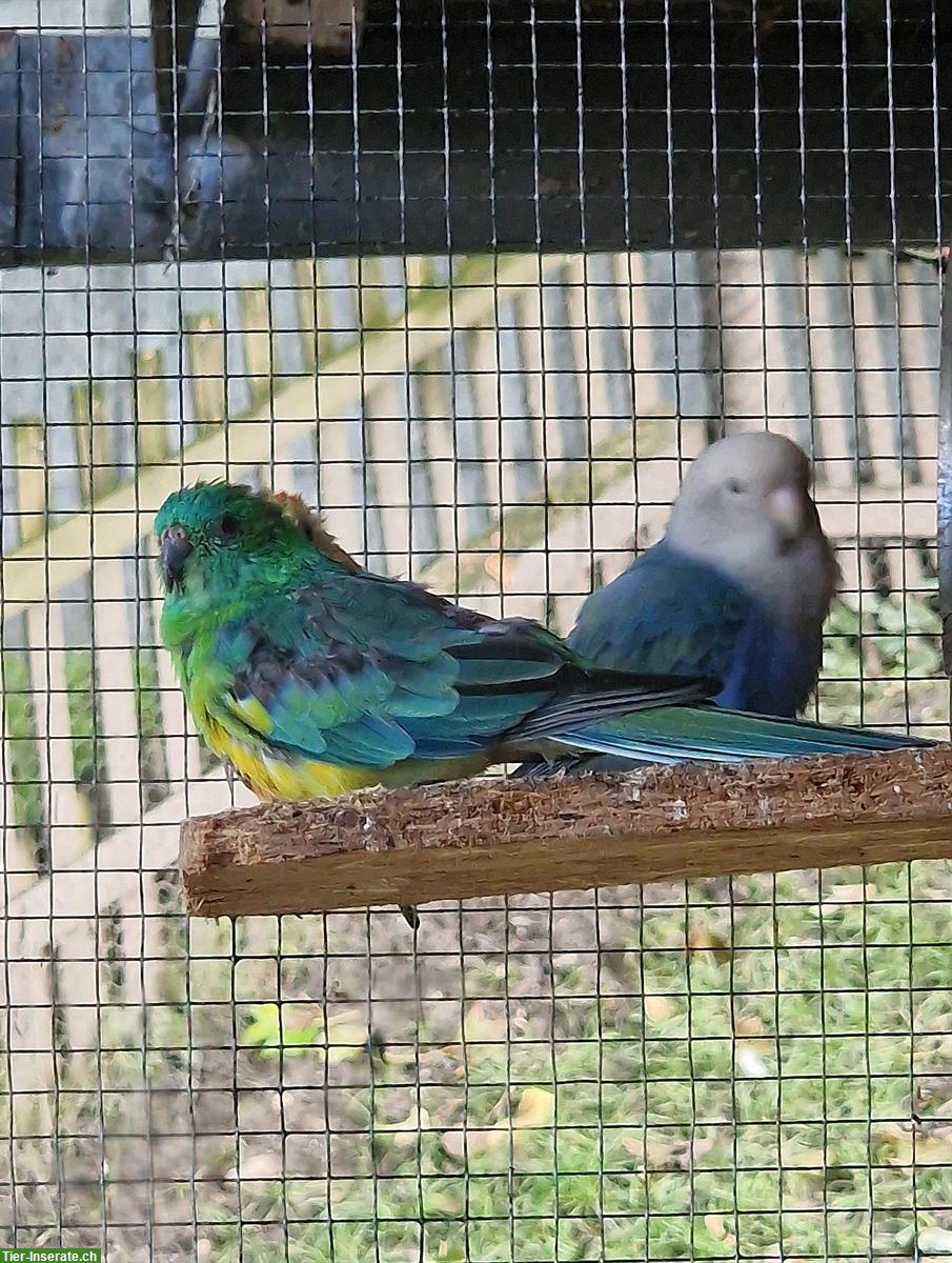 3 Singsittiche aus Aussenvoliere abzugeben