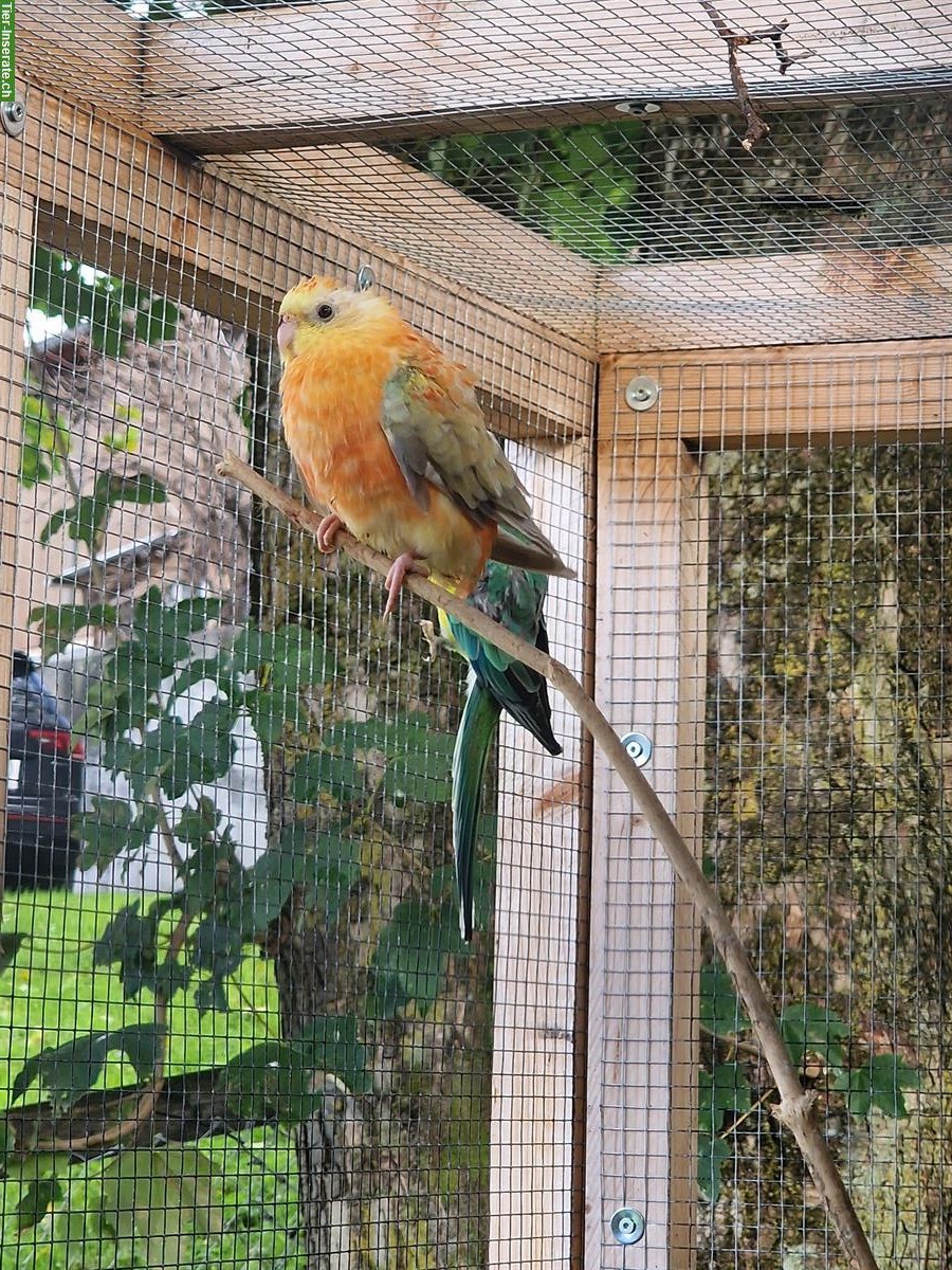 Bild 2: 3 Singsittiche aus Aussenvoliere abzugeben