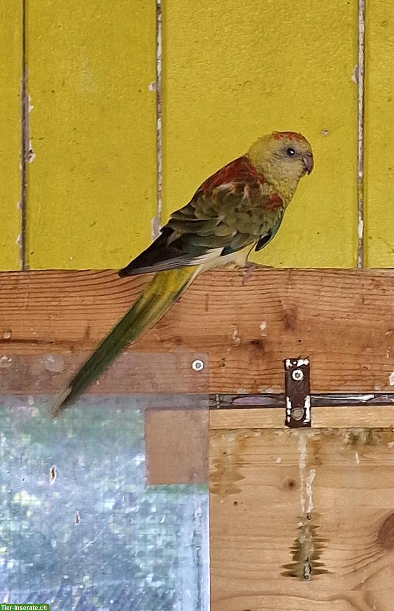 Bild 3: 3 Singsittiche aus Aussenvoliere abzugeben