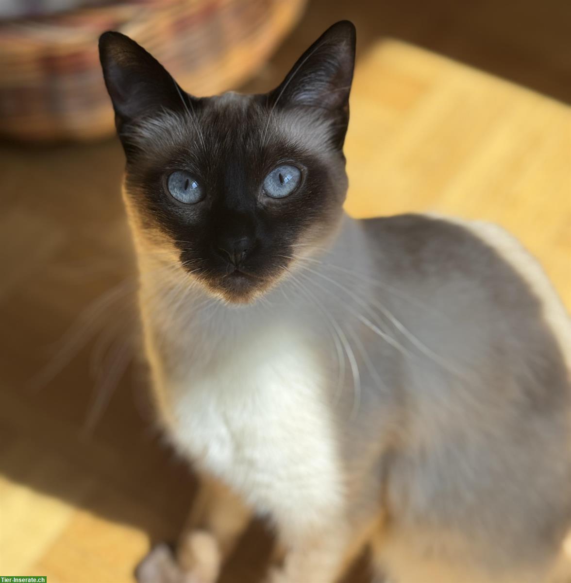Siam Deckkater gesucht