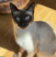 Siam Deckkater gesucht