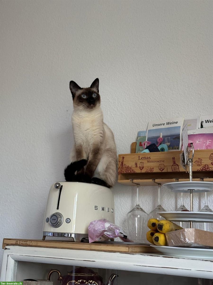 Bild 2: Siam Deckkater gesucht