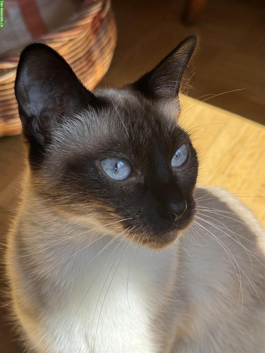 Bild 3: Siam Deckkater gesucht