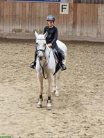 Suche Reitbeteiligung im Raum Wil SG