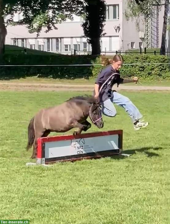 Pflege- und Spazierbeteiligung für Mini-Shetty, Hasle bei Burgdorf BE
