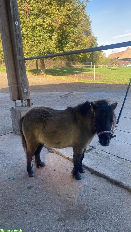 Bild 2: Pflege- und Spazierbeteiligung für Mini-Shetty, Hasle bei Burgdorf BE