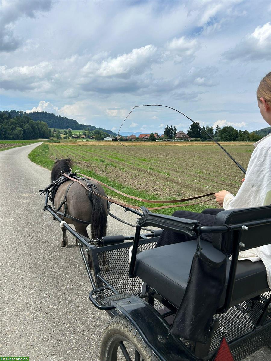 Bild 3: Pflege- und Spazierbeteiligung für Mini-Shetty, Hasle bei Burgdorf BE