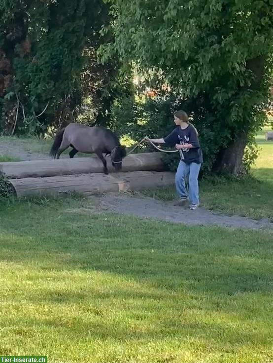 Bild 4: Pflege- und Spazierbeteiligung für Mini-Shetty, Hasle bei Burgdorf BE