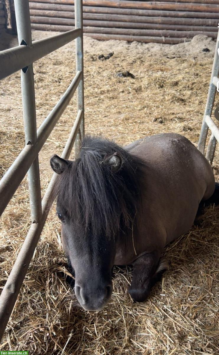 Bild 5: Pflege- und Spazierbeteiligung für Mini-Shetty, Hasle bei Burgdorf BE