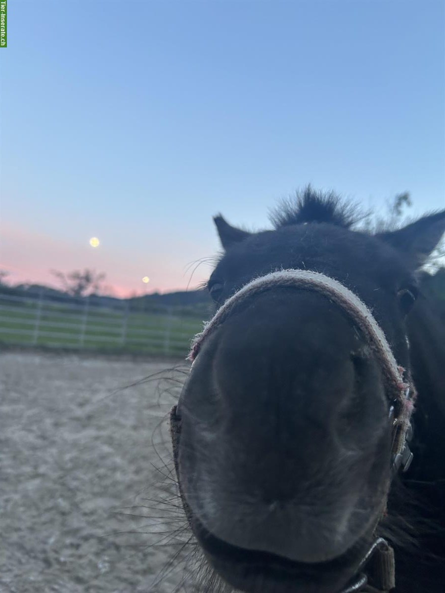 Bild 6: Pflege- und Spazierbeteiligung für Mini-Shetty, Hasle bei Burgdorf BE