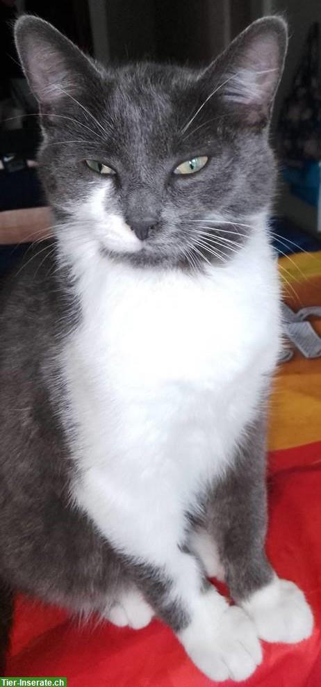 Maine Coon Deckkater gesucht, silbergrau oder Black Tabby