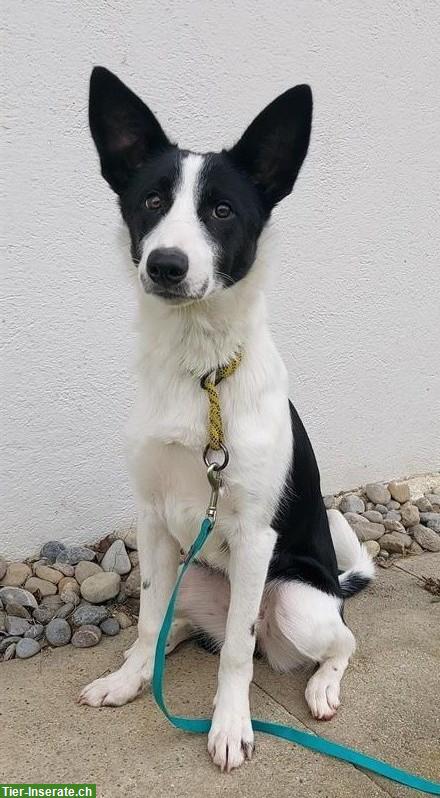 Junge Border Collie Hündin, für hundeerfahrene Hände
