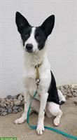Junge Border Collie Hündin, für hundeerfahrene Hände