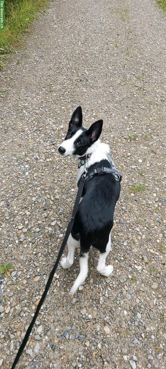 Bild 2: Junge Border Collie Hündin, für hundeerfahrene Hände