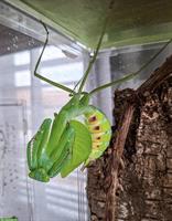 Macromantis hyalina, Gottesanbeterinnen zu verkaufen