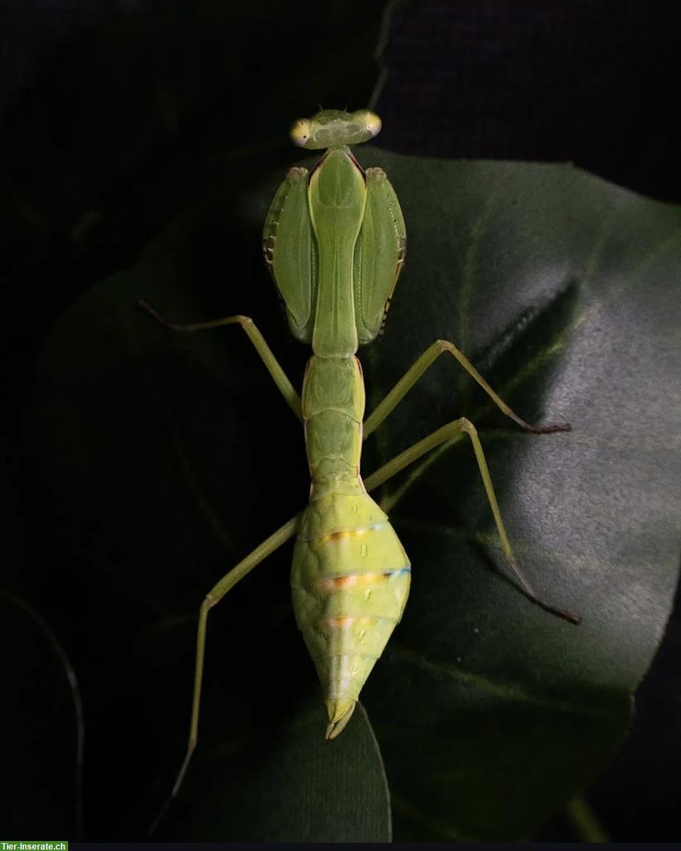 Bild 2: Macromantis hyalina, Gottesanbeterinnen zu verkaufen