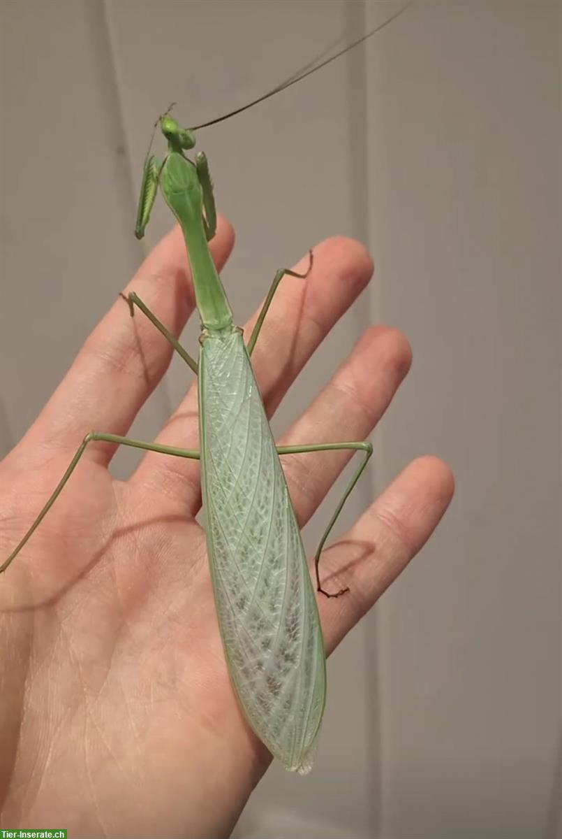 Bild 3: Macromantis hyalina, Gottesanbeterinnen zu verkaufen