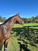 Lui, der CH-Warmblut Wallach mit dem besonderen Herzen ❤️