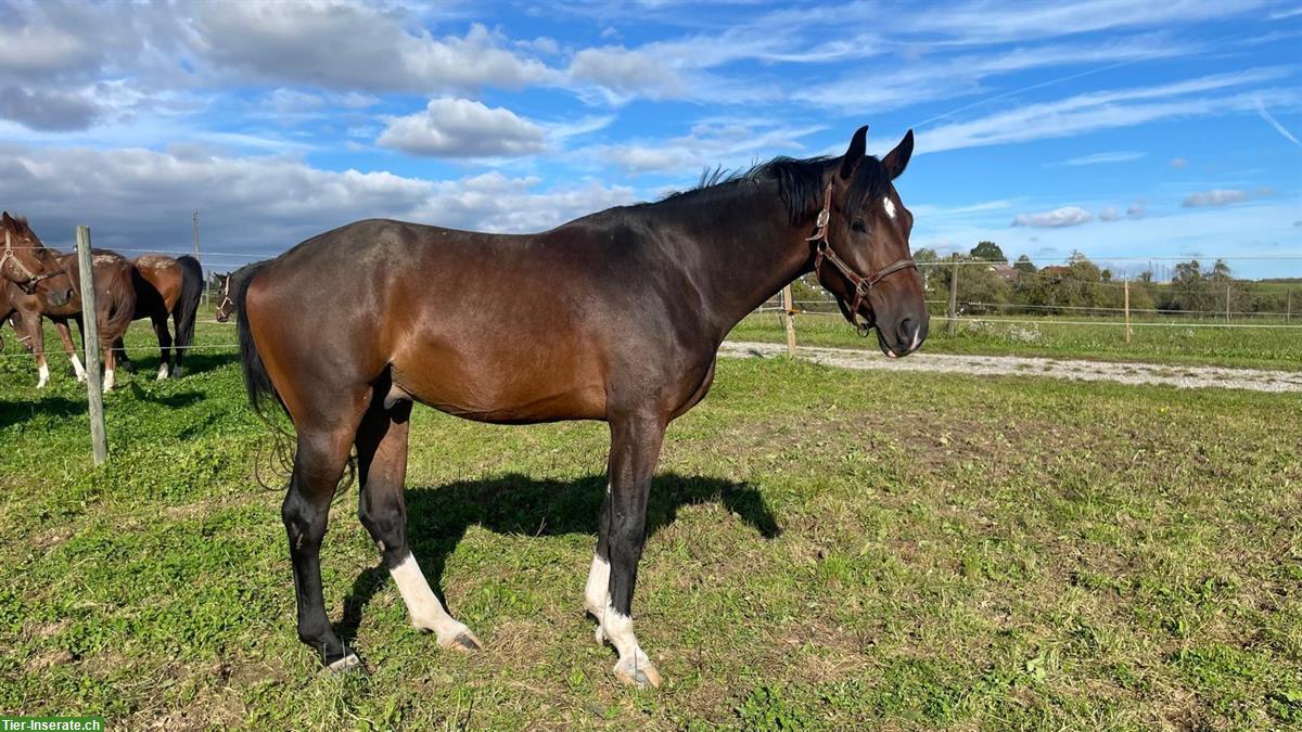 Bild 4: Lui, der CH-Warmblut Wallach mit dem besonderen Herzen ❤️