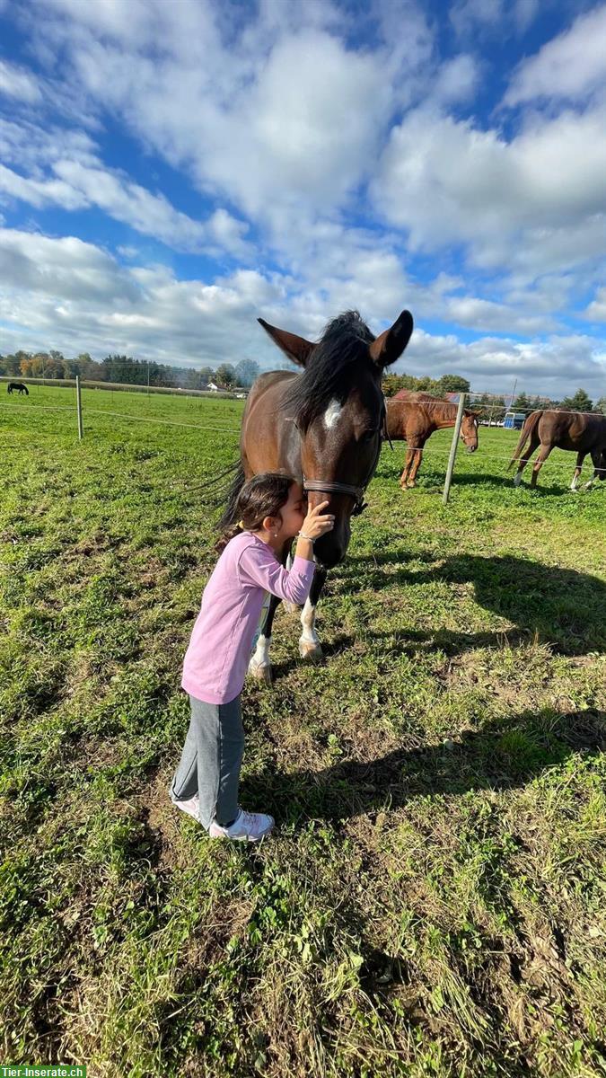 Bild 5: Lui, der CH-Warmblut Wallach mit dem besonderen Herzen ❤️