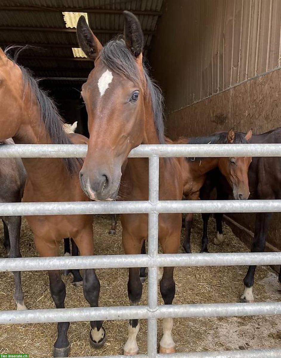 Bild 6: Lui, der CH-Warmblut Wallach mit dem besonderen Herzen ❤️