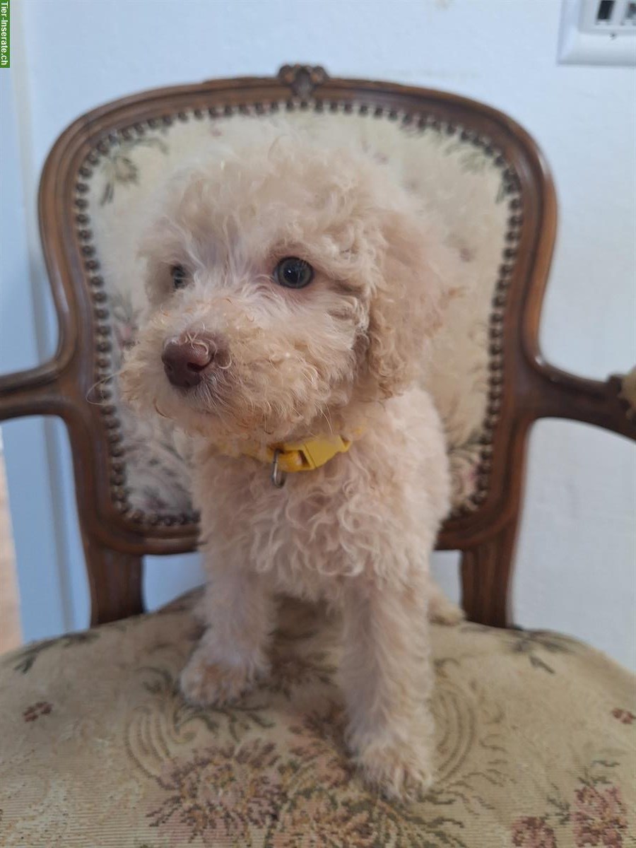 Klein Pudel Welpe weiblich sucht ein Zuhause