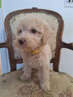 Klein Pudel Welpe weiblich sucht ein Zuhause