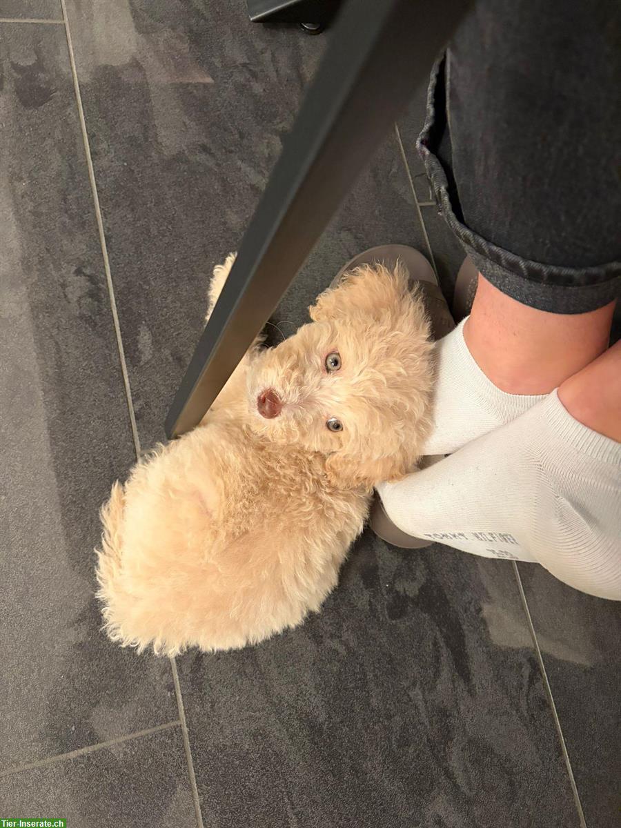 Bild 2: Klein Pudel Welpe weiblich sucht ein Zuhause
