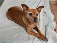 Pinscher-Mix Rüde, 14-jährig, sehr lieb und ruhig