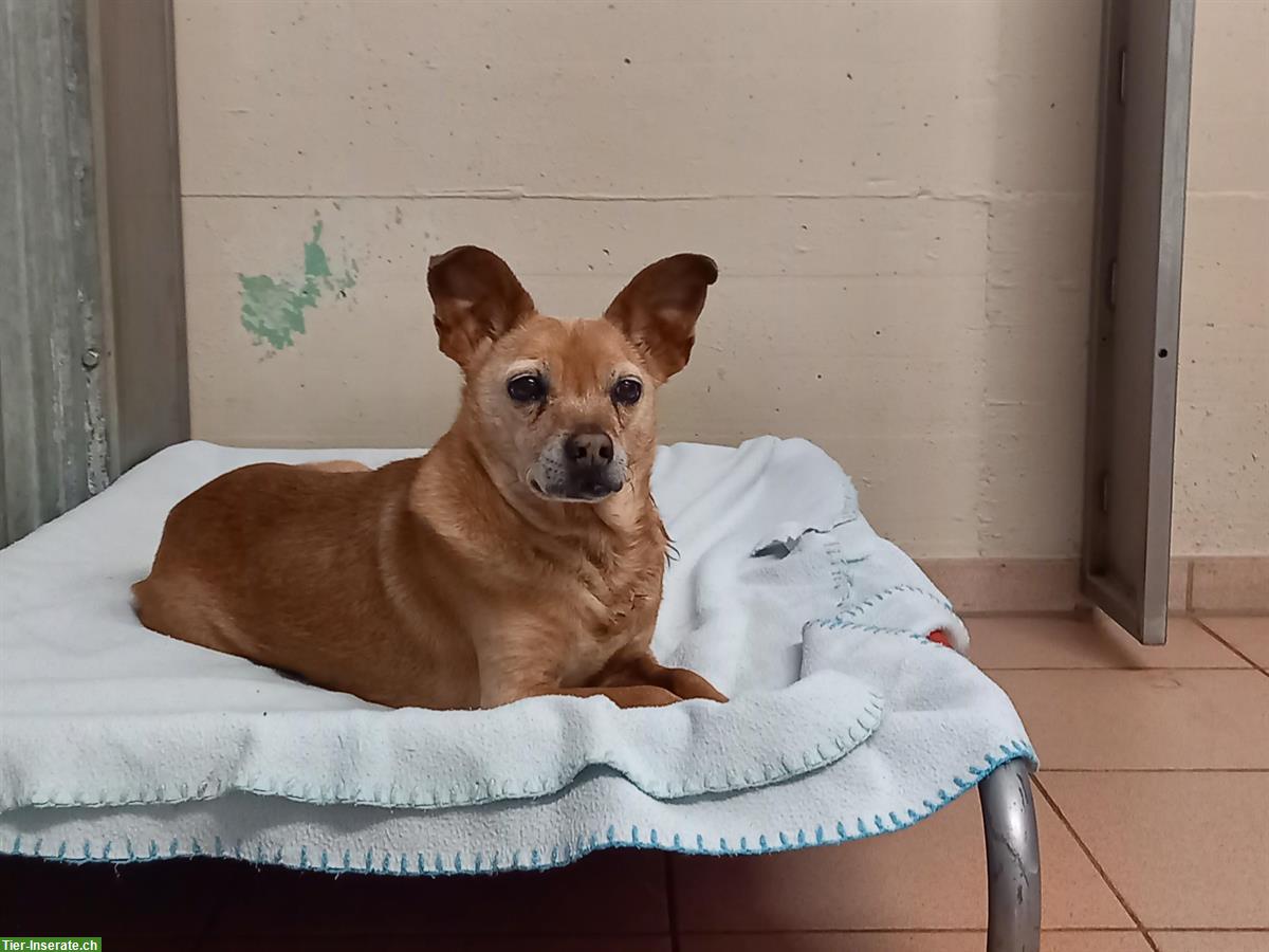 Bild 2: Pinscher-Mix Rüde, 14-jährig, sehr lieb und ruhig