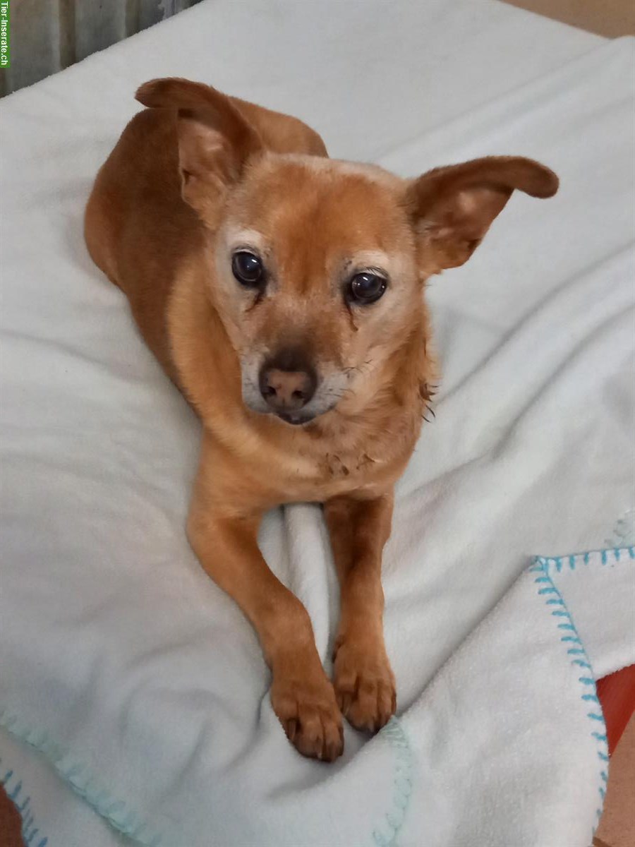 Bild 3: Pinscher-Mix Rüde, 14-jährig, sehr lieb und ruhig