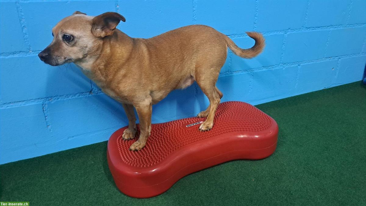 Bild 4: Pinscher-Mix Rüde, 14-jährig, sehr lieb und ruhig