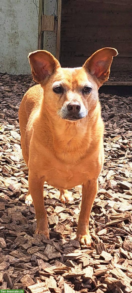 Bild 5: Pinscher-Mix Rüde, 14-jährig, sehr lieb und ruhig