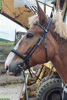 Belgische Kaltblut Stute zu verkaufen