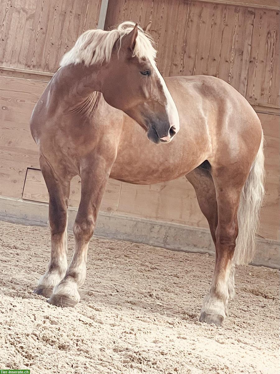 Bild 2: Belgische Kaltblut Stute zu verkaufen
