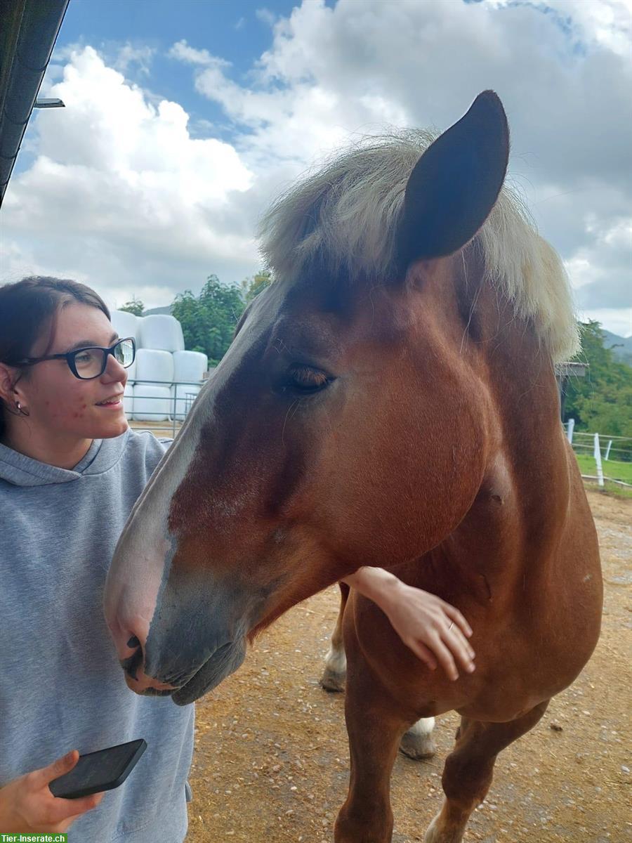 Bild 3: Belgische Kaltblut Stute zu verkaufen