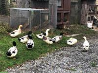 Junge Streicherenten, 3 Enten und 4 Erpel