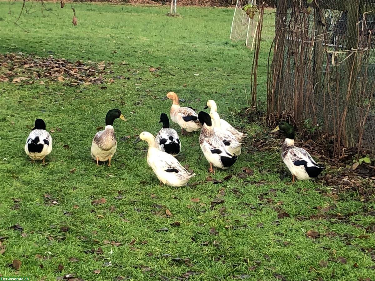Bild 2: Junge Streicherenten, 3 Enten und 4 Erpel
