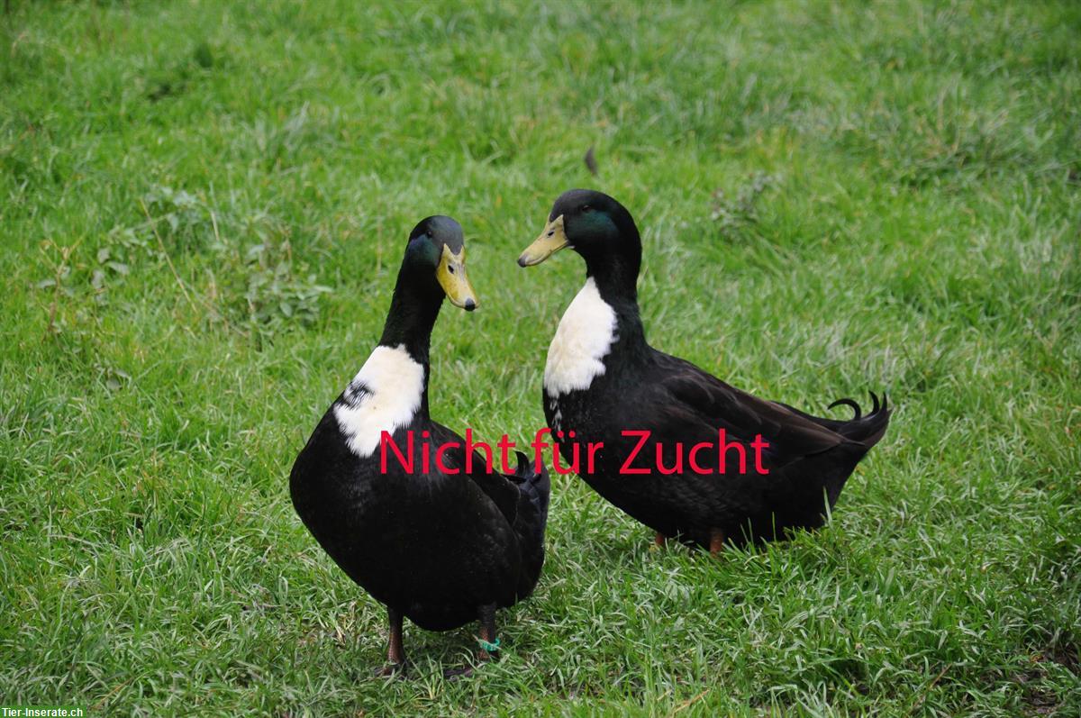 Pommernenten Erpel, nicht für Zucht geeignet