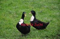 Pommernenten Erpel, nicht für Zucht geeignet